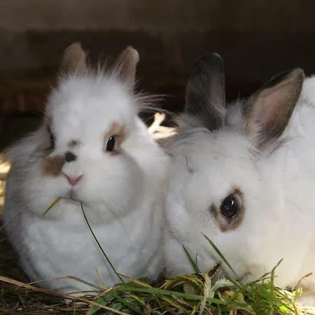 Steinerbauer Séjour à la ferme