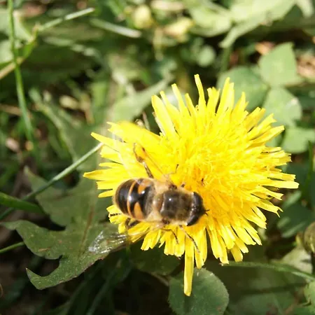Steinerbauer * Flachau