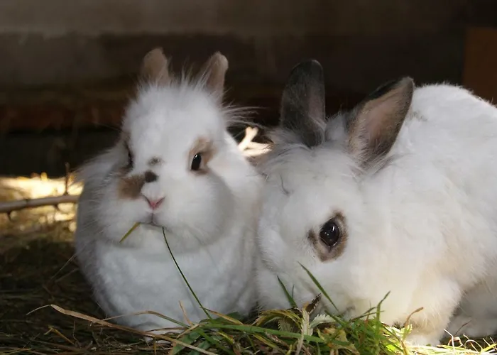 Steinerbauer Farmház