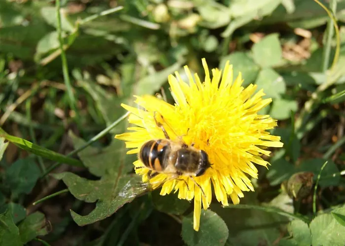 Steinerbauer * Flachau